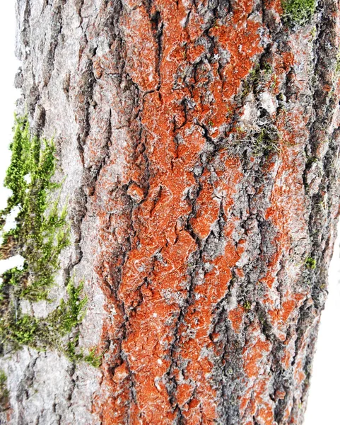 木の樹皮木目テクスチャ背景 — ストック写真