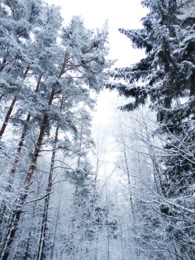 kış manzara orman kar Frost