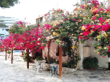 bougainvillaea Yunanistan ile geleneksel Teras