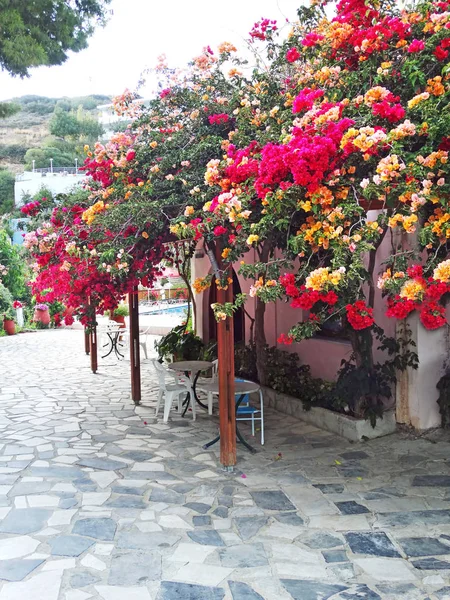 Traditionele terras met bougainvillaea in Griekenland — Stockfoto