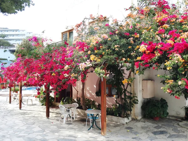 Traditionella terrass med bougainvillaea i Grekland — Stockfoto