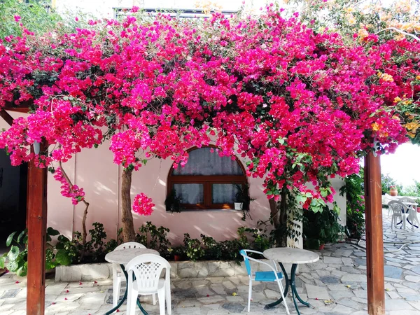 Traditionella terrass med bougainvillaea i Grekland — Stockfoto