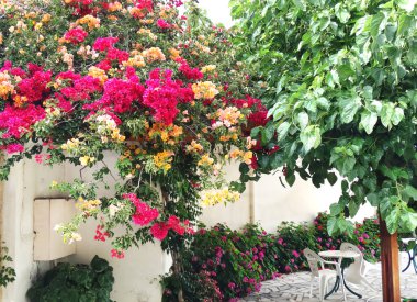 bougainvillaea Yunanistan ile geleneksel Teras