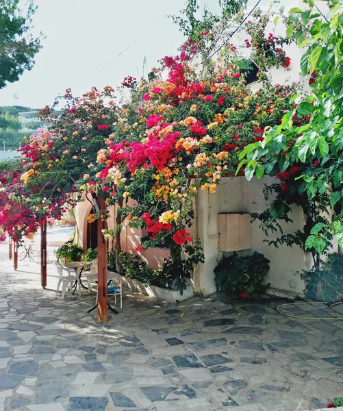 Традиційні тераса з джунглі в Греції — стокове фото