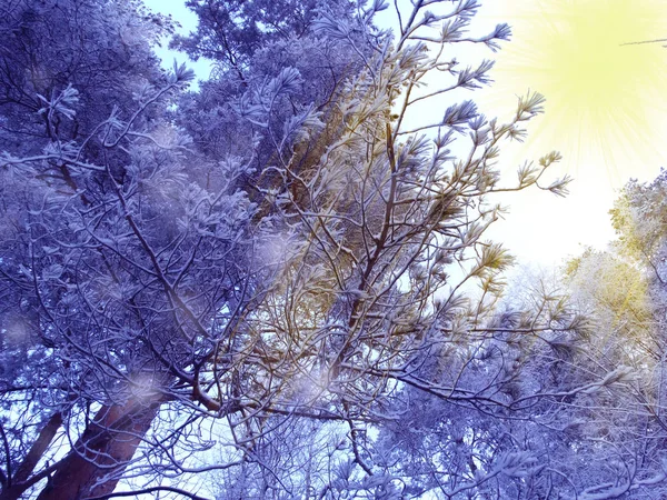 雪霜冬季风景林 — 图库照片