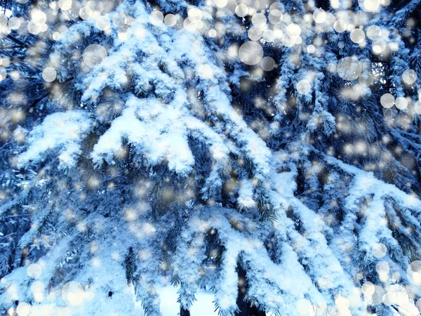 Hiver paysage forêt dans neige gel — Photo