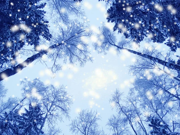 Zima Krajobraz Las w śnieg szron — Zdjęcie stockowe