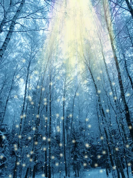 Floresta paisagem inverno na geada da neve — Fotografia de Stock