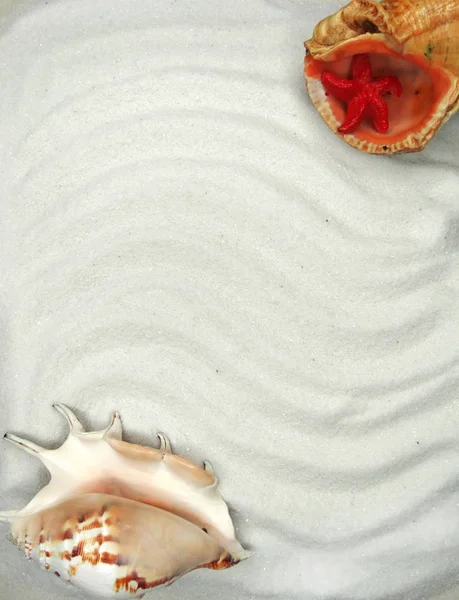 Sea shells on sand beach summer beach background — Stock Photo, Image