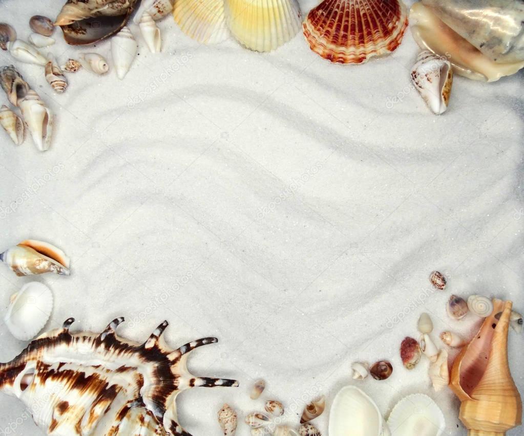 sea shells on sand beach summer beach background