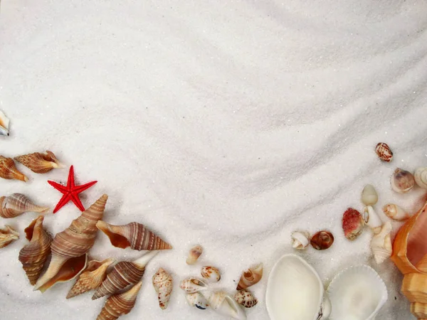 Conchas do mar na areia praia verão praia fundo — Fotografia de Stock