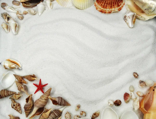 Морські мушлі на піщаному пляжі літній пляжний фон — стокове фото