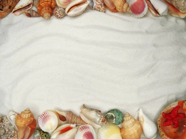Sea shells on sand beach summer beach background — Stock Photo, Image