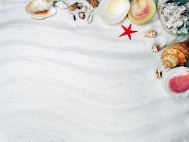 yaz plaj arka plan deniz kabukları üzerinde kum plaj