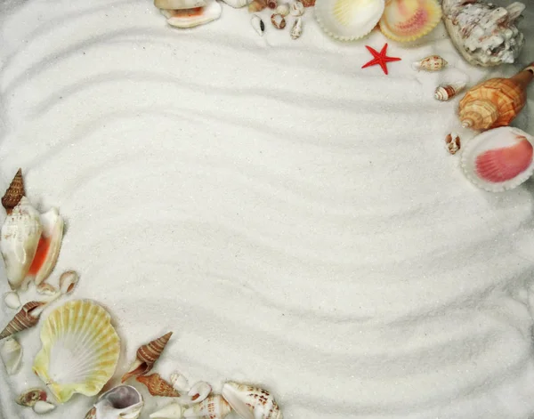 Раковины на песчаном пляже летний пляж фон — стоковое фото
