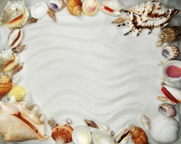 Морські мушлі на піщаному пляжі літній відпочинок фоні — стокове фото