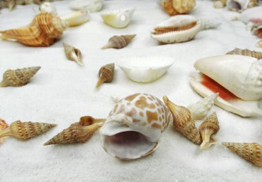 Deniz kabukları kum plaj yaz tatil arka plan üzerinde