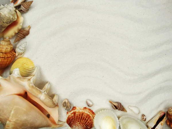 Морские раковины на песчаном пляже — стоковое фото