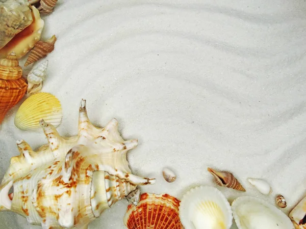 모래 해변 여름 휴가 배경에서 바다 조개 — 스톡 사진