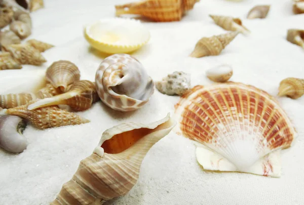 Sea shells on sand beach summer holiday background — Stock Photo, Image