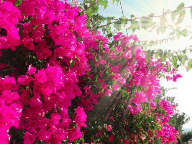 bougainvillaea kırmızı Akdeniz kırmızı çiçekler bush