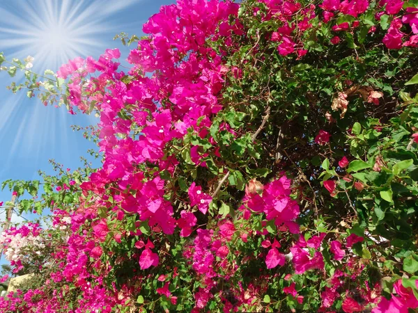 Murvafürt veszi körül piros mediterrán piros virágok bush — Stock Fotó