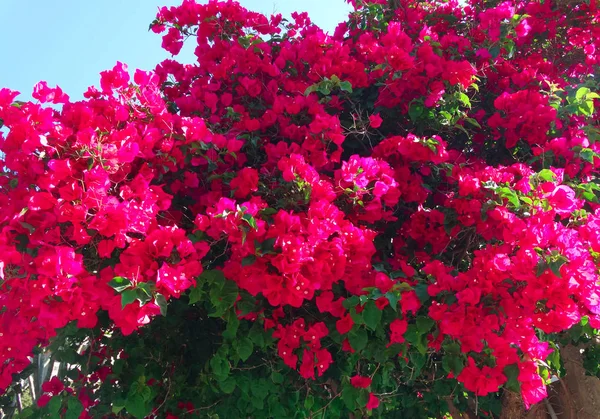 Bougainvillaea vermelho mediterrâneo flores vermelhas arbusto — Fotografia de Stock