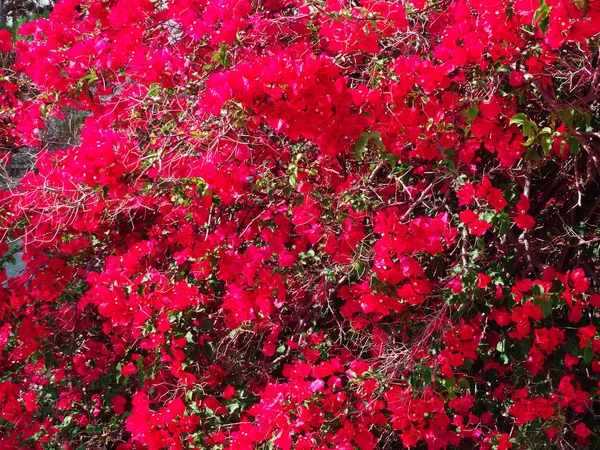 Bougainvillea rosso mediterraneo cespuglio di fiori rossi — Foto Stock