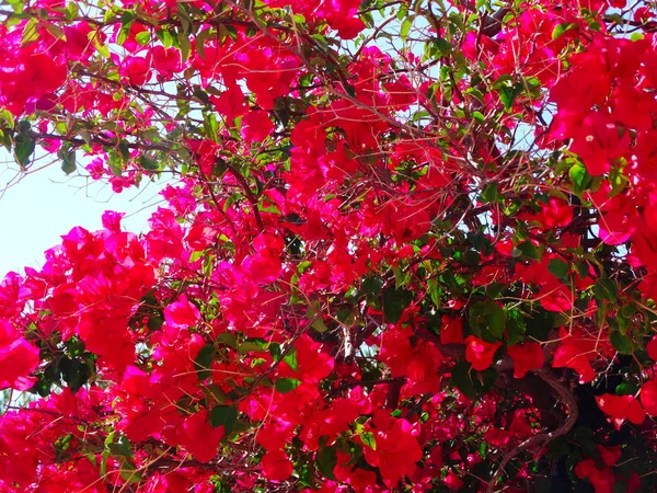Bougainvillaea rote mediterrane rote Blüten — Stockfoto