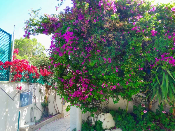 Tradiční terasa s světlé popínavé rostliny v Řecku — Stock fotografie