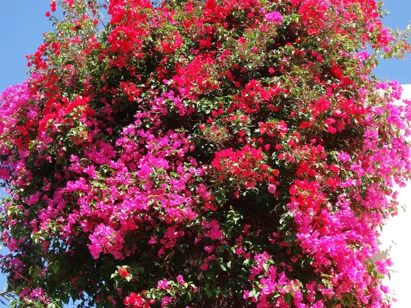 Bougainvillea rosso mediterraneo cespuglio di fiori rossi — Foto Stock