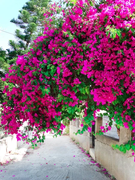 Παραδοσιακή βεράντα με φωτεινά Βουκαμβίλια στην Ελλάδα — Φωτογραφία Αρχείου