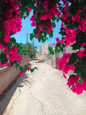 parlak Begonvil Yunanistan ile geleneksel Teras 