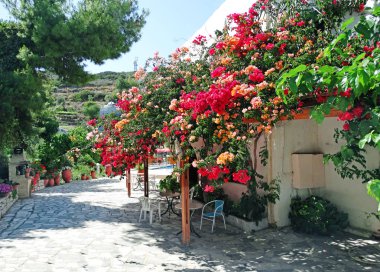 parlak Begonvil Yunanistan ile geleneksel Teras 