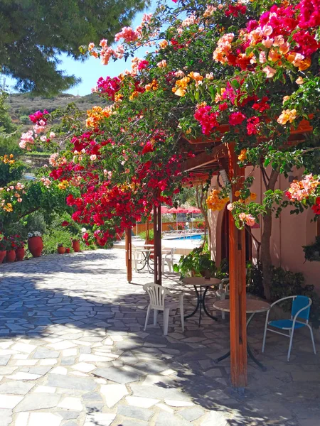 Traditionele terras met heldere bougainvillea in Griekenland — Stockfoto