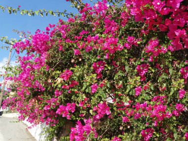 Begonvil kırmızı Akdeniz kırmızı çiçekler bush