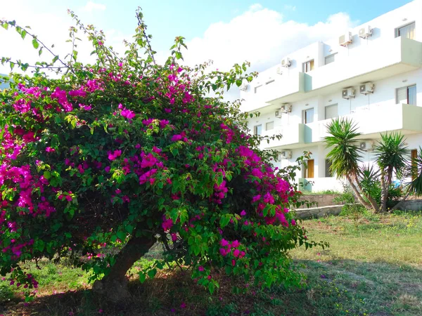 Traditional terrace with bright bougainvillea in Greece — Stock Photo, Image