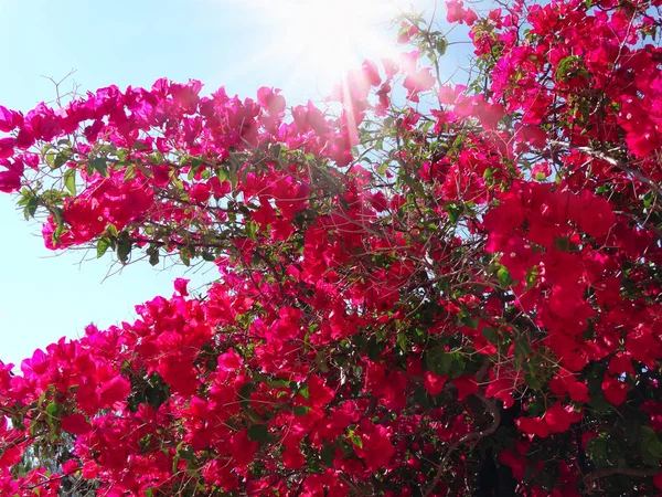 Bougainvillea røde middelhavs røde blomster busk - Stock-foto