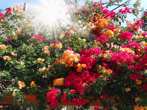 Bougainvillea vermelho mediterrâneo flores vermelhas arbusto — Fotografia de Stock