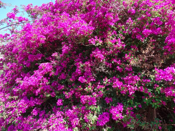 Bougainvillea vermelho mediterrâneo flores vermelhas arbusto — Fotografia de Stock