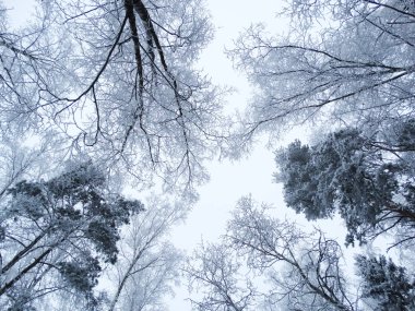 kış manzara orman kar Frost