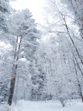 kış manzara orman kar Frost