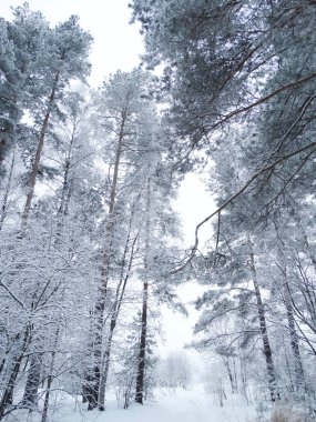kış manzara orman kar Frost