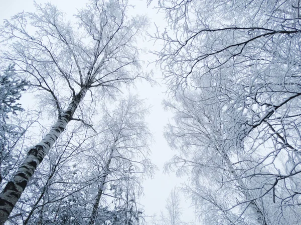 Invierno paisaje bosque en las heladas de nieve — Foto de Stock