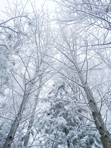 Зимний ландшафтный лес в снежные морозы — стоковое фото