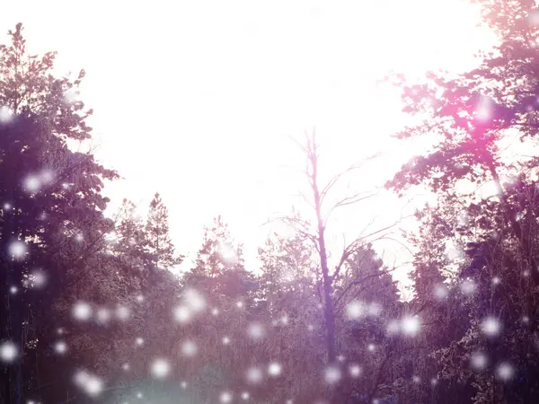 Winter landscape forest in snow frost with sunny light beams — Stock Photo, Image