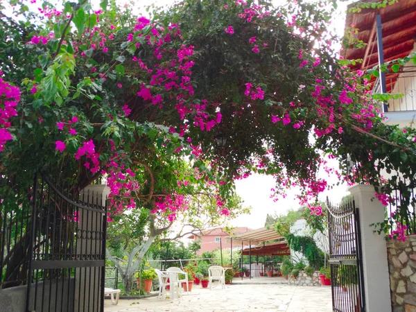 Traditional street with bright bougainvillea in Greece — Stock Photo, Image