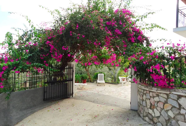 Traditional street with bright bougainvillea in Greece — Stock Photo, Image