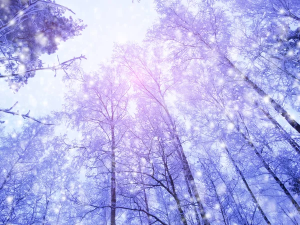 Floresta paisagem inverno em neve geada com raios de luz ensolarados — Fotografia de Stock