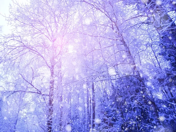 Winterlandschaft Wald bei Schneefall mit sonnigen Lichtstrahlen — Stockfoto
